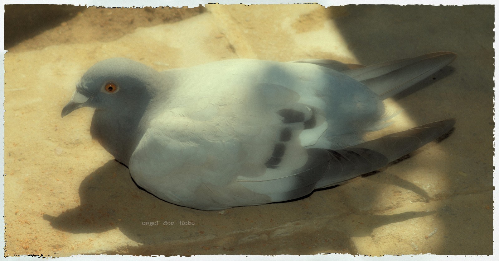 Tierheilung Fern Heilung Hund, Katze,Maus ,Pferd Vögel, Energie übertragung