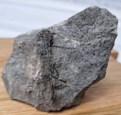 Fossil Carboniferous Paliozoic Devonian Wise Formation In Virginia