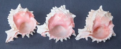 1 Natural PINK MOUTH MUREX SEASHELL 4''-4 1/2'' Aquarium Hermit Crab Decor Crafts