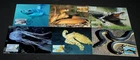 AUST 2006 DANGEROUS AUSTRALIANS SET OF 6 MAXICARDS  EXCELLENT COND