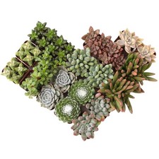 , Live Succulent Plants (20 Pack) Assorted Potted Succulents Plants