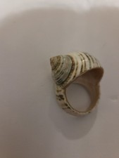 Seashell Ring Beautifully Made, Beach Jewelry