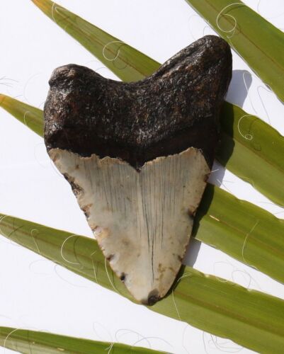 Hai Zahn Fossil 188 g Hai 11,5 x 8,0 cm Megalodon HZ145 teeth tooth Haizahn - Bild 2 von 2