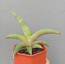 Sansevieria Pfisteri Rare Uniqe Snake Plant