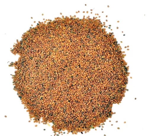 Taramira  - Arugula Seeds - Safed Sarson - White Sarso - White Mustard