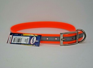 orange dog collar with nameplate