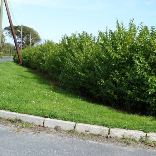 35 Green Privet Hedging Plants Ligustrum Hedge 30-50cm,Dense Evergreen,Big Pots - Picture 1 of 8