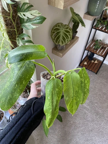 Philodendron Jose Bueno