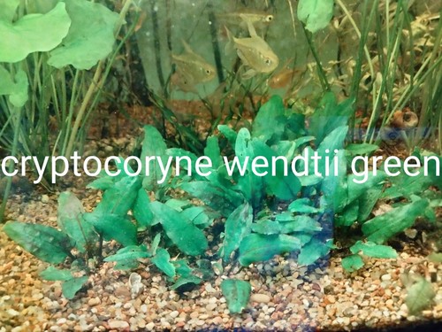  cryptocoryne wendtii - Picture 8 of 8