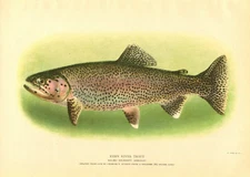 Antique 1900 Fish Chromolithograph Hoen Print Kern River Rainbow Trout