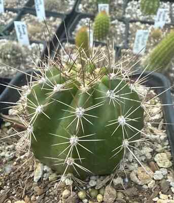 NEW,RARE,T.Cereus,FEUERRAD,Echinopsis,Cactus,Blooming,Plant,Succulent | eBay
