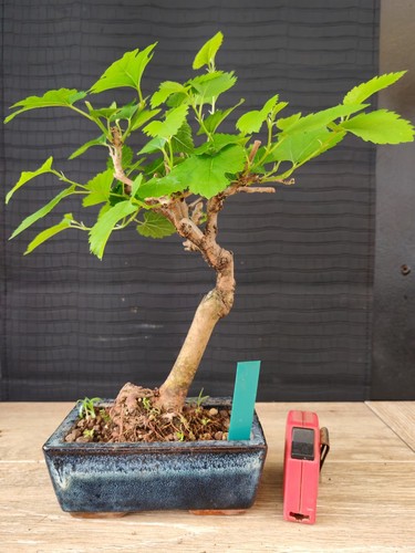 bonsai di gelso h 36 cm visita il negozio