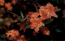 Tennessee Great Smoky Mountains National Park Flame Azalea ~ postcard sku635