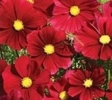Beautiful Cosmos Dazzler Flower Seeds 100+ SEEDS --BUY 4 ITEMS FREE SHIPPING