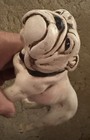 Vintage 1973 Bulldog Statue Figuring Plaster Chalkware Dog Mascot 1970's — photo 8