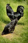 12 AYAM CEMANI EGGS. — photo 1