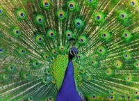 Puzzle (500 T.) Blauer Pfau (Ravensburger) Neu/Ovp
