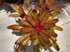 Neoregelia MYSTERY 3 Bromeliad one tropical plant MEDIUM 