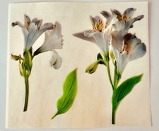 Retro Magic Wax Scratch N Sniff blooming white alstroemeria flower green leaf