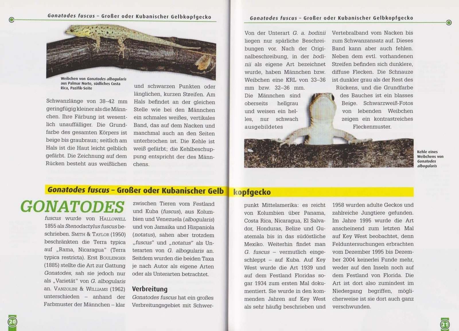 Thumbnail - Neotropische Taggeckos Beate Röll 9783866591141