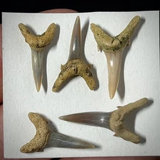 Extinct Sand Tiger Shark Tooth (Striatolamia macrota) .60" - .85" Fossil