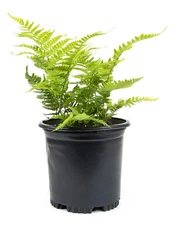 Autumn Fern Live Outdoor Plants - Shade Perennial Ferns for Landscaping