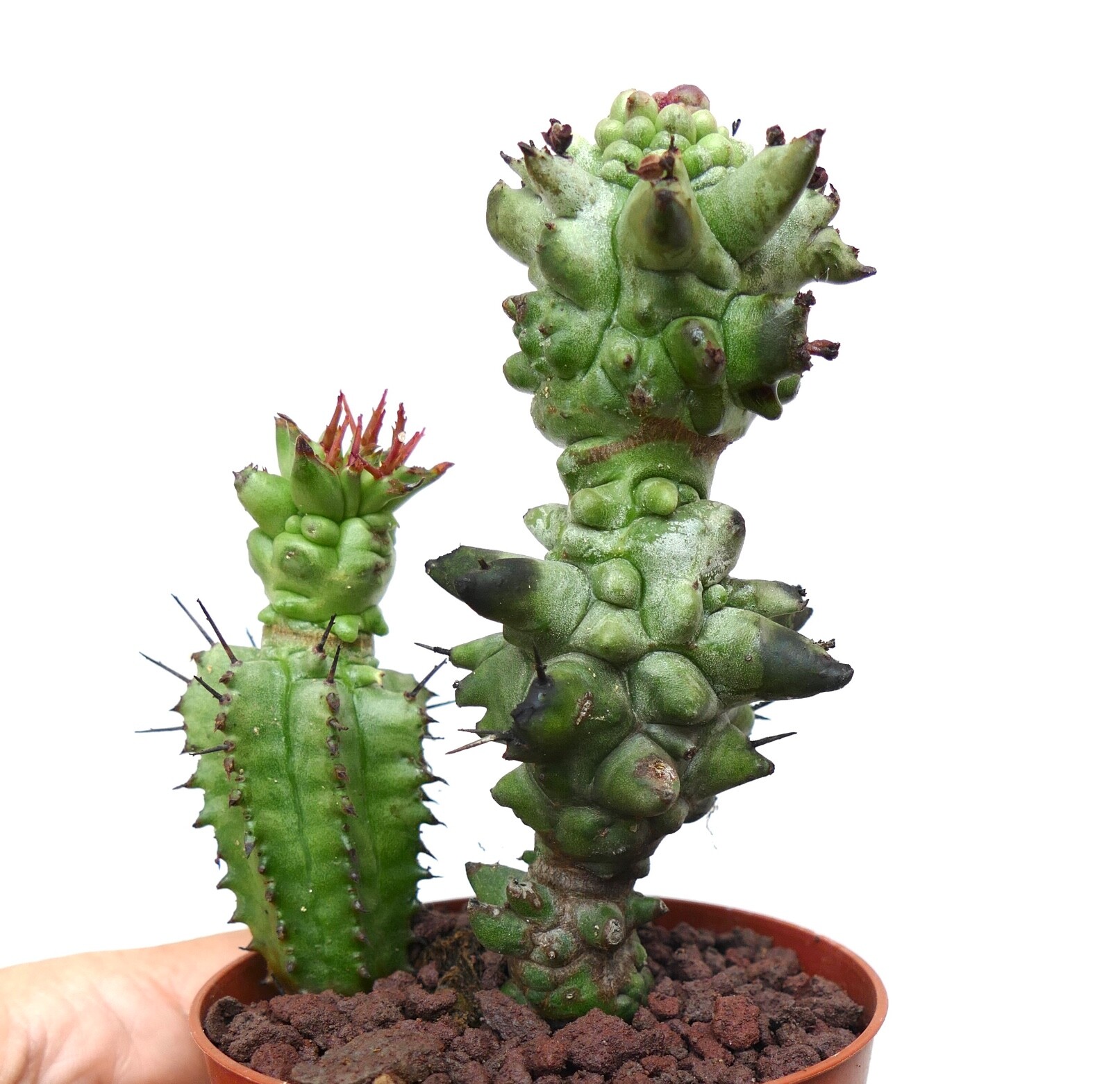 Euphorbia horrida MONSTRUOSA 671 no crested variegated obesa