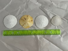 Set of 4 Natural Sand Dollars   3 Inch   Beach Decor, Crafts, Coastal Display