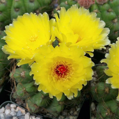 Notocactus ottonis wigginsia nothohorstii cactus Cacti Succulent real live plant