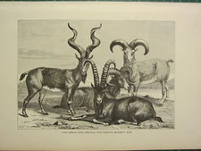 c1890 ANTIQUE PRINT ~ OVIS AMMON IBEX SIBERICA OVIS NAHURA ~ MARKHOV RAM