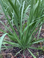 30 Live Stalks Garlic Chives Leek Plant Bare Root Organic Non-GM 老韭菜根