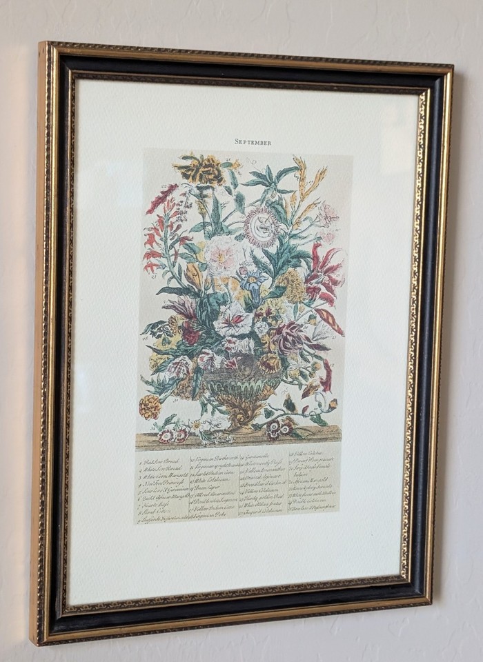 Botanical framed print by robert furber september from 1730 engraving