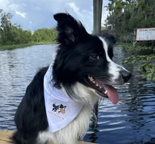 Border Collie Dog Bandana Just Throw It Funny Pet Scarf Gift for Dog Lovers