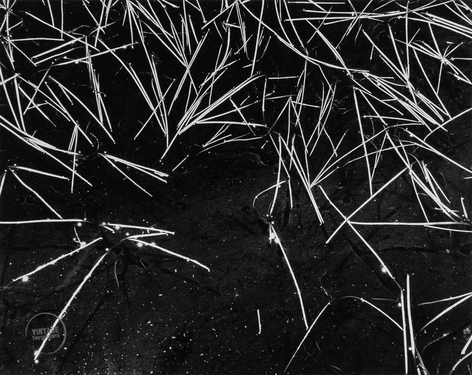 VTG Ansel Adams Print Yosemite Valley Grass Engraving Landscape 1935