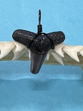 SHARK TOOTH PENDANT…3/4 Inch Fossilized LEMON Shark Tooth from Venice Florida 