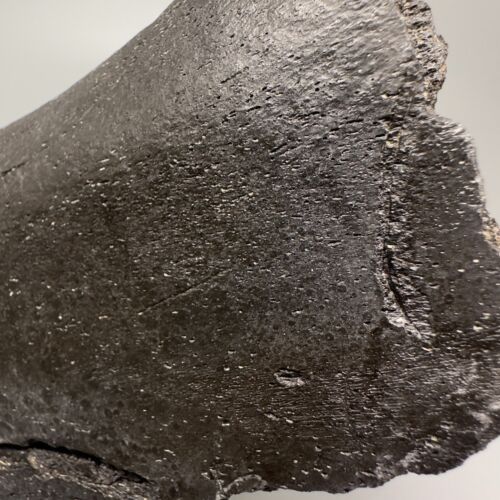 Rare 5.53" Fossil Ulna w/multiple MEGALODON Shark Tooth Bite Marks - Deep!!! - Picture 6 of 11