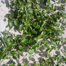 Smilax Vines,or Jackson Vines