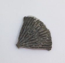 Crinoide, Petalocrinus inferior, Silur, Wenlock, Lickershamn, Gotland, SWE-m812