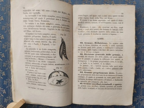 Luigi Bellardi - Nozioni elementari di storia naturale applicata 3 vol. 1855-63 - Imagen 12 de 24