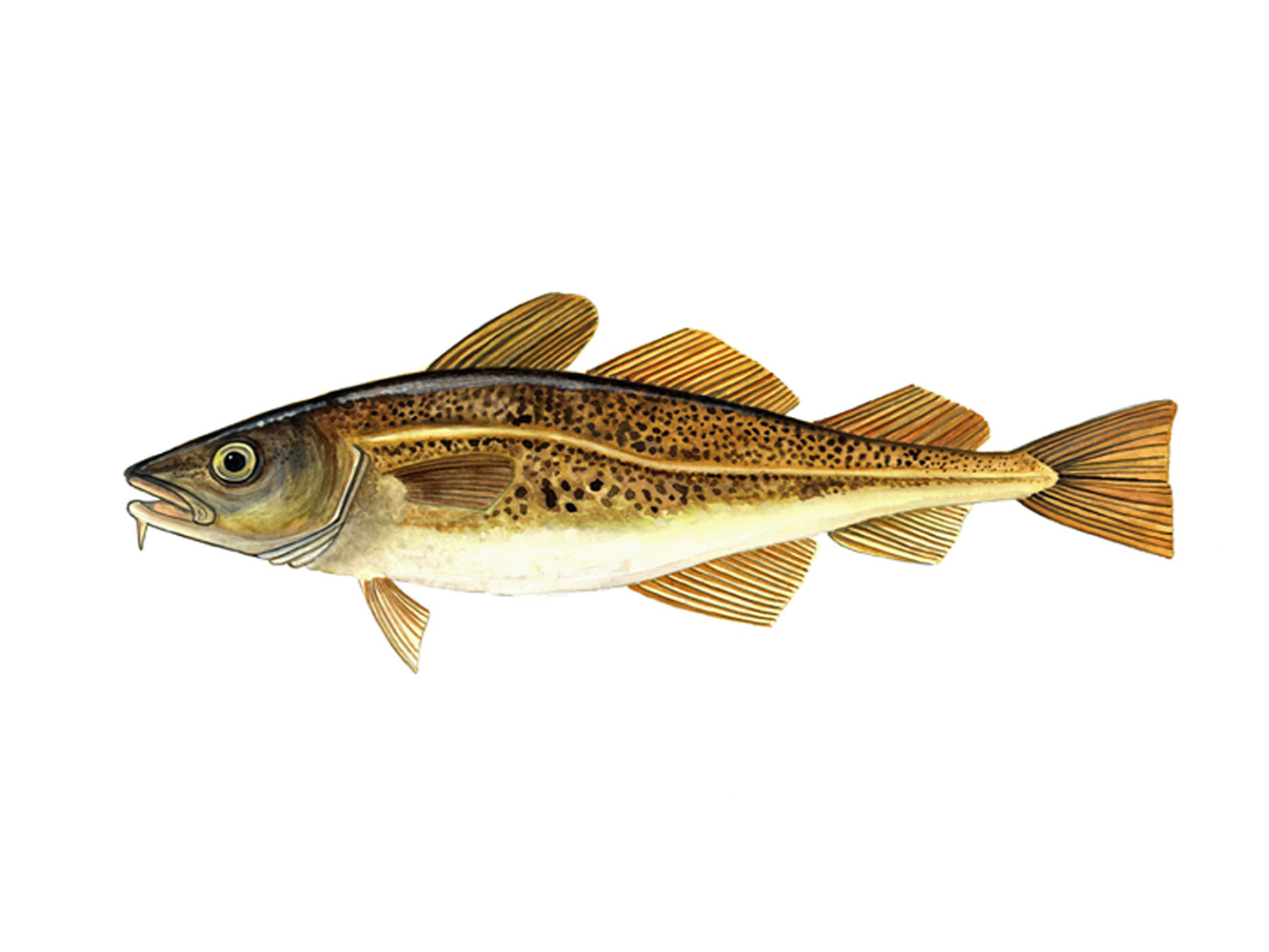 Cod Canvas CANVAS Atlantic Cod By Damon Crook 24x18 Nautical Coastal Graphic Art ...