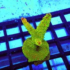 WYSIWYG - Acro Frag Aquaculture