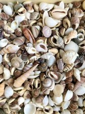 100 Small Seashell Mix, Tiny Sea Shell Lot, Beach Wedding Decor, Sea Shells for 