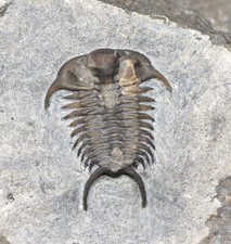 KILLER Ceraurus Trilobite Fossil, SUPERB! Ordovician of Quebec