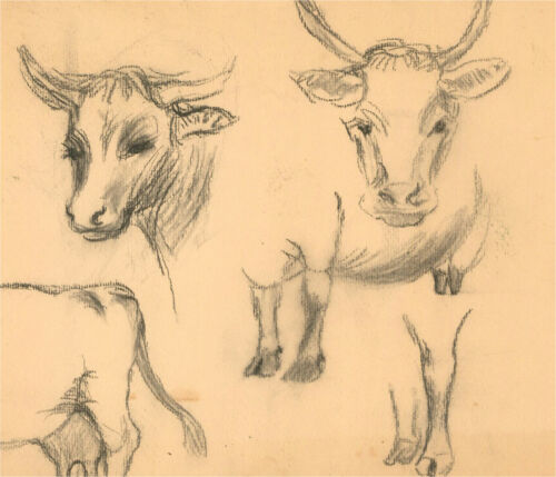Mid 20th Century Charcoal Drawing - Cow Sketch