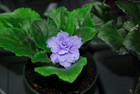 African Violet EK Nebesnaia Lazur- Starter Plant — photo 1