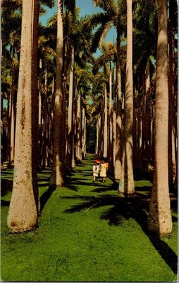 Royal Palm Grove at Mc Kee Jungle Gardens Vero Beach Florida Vintage Postcard