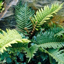Blechnum tabulare Table Mountain Fern Evergreen Outdoor Garden Ready Fern Plant