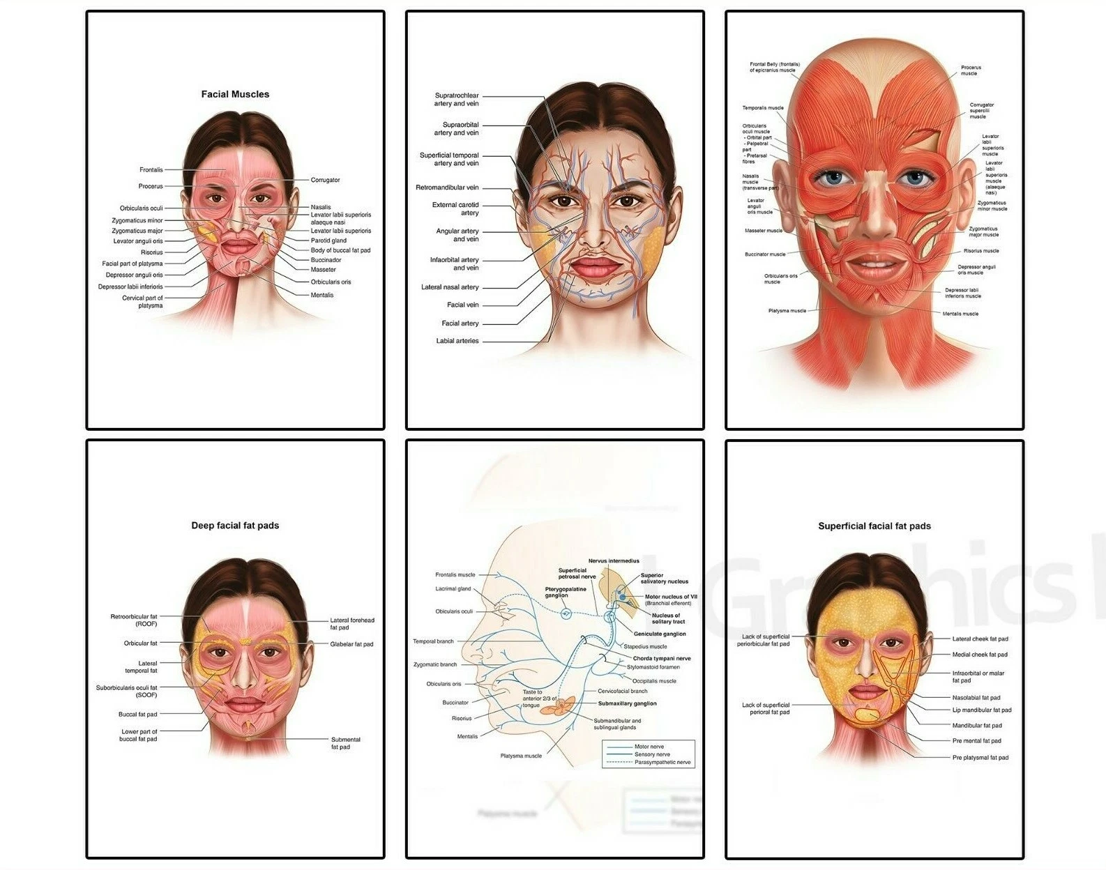 Face anatomy muscles and veins poster print