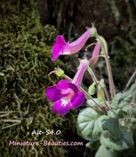 Mini Sinningia Alt-Kaity s.e.e.ds rare tuberous African violet Tariffs included!