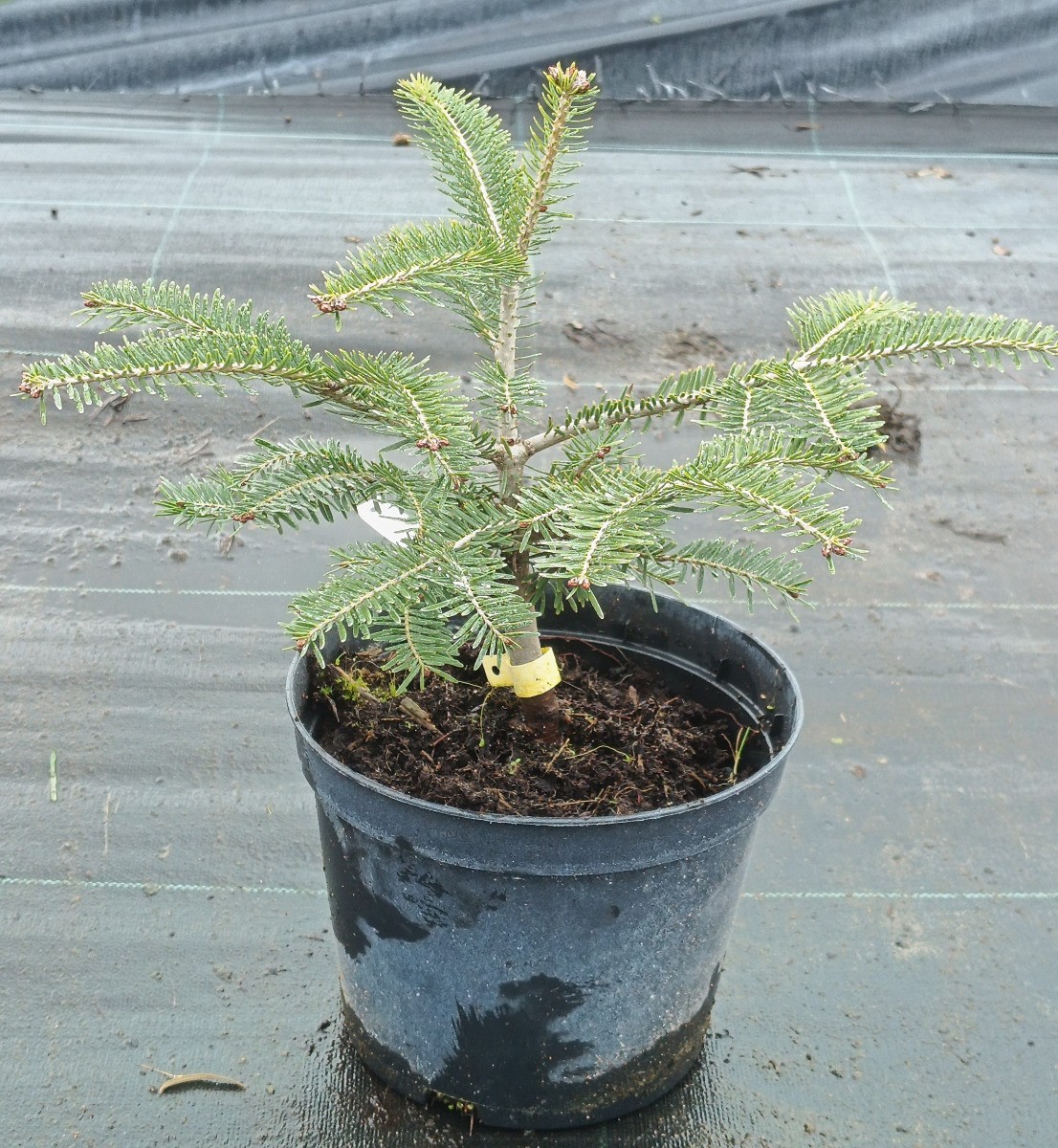 Abies alba sapin pectiné de qualité supérieure en pot